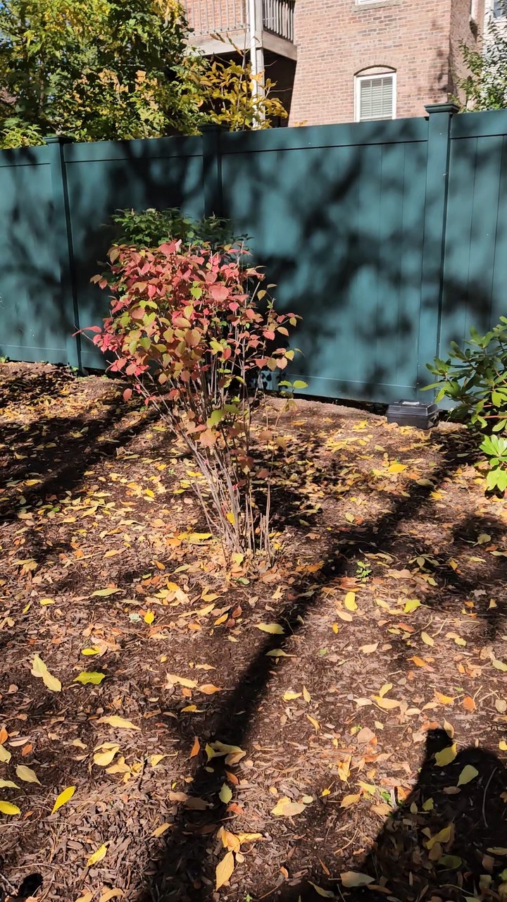 Fall Color