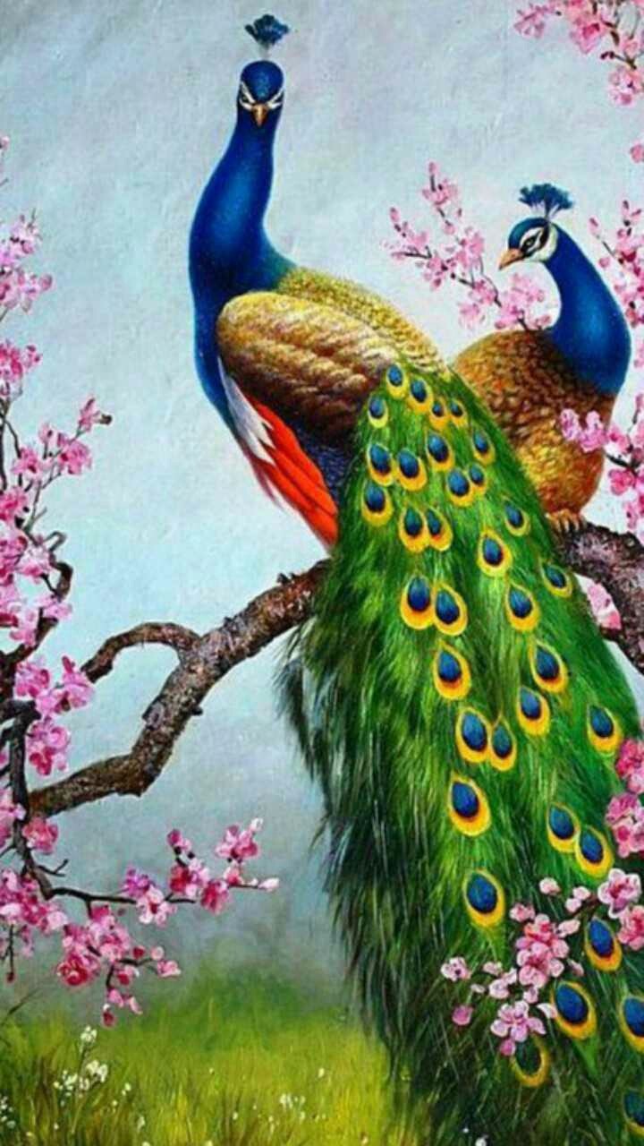 peacock
