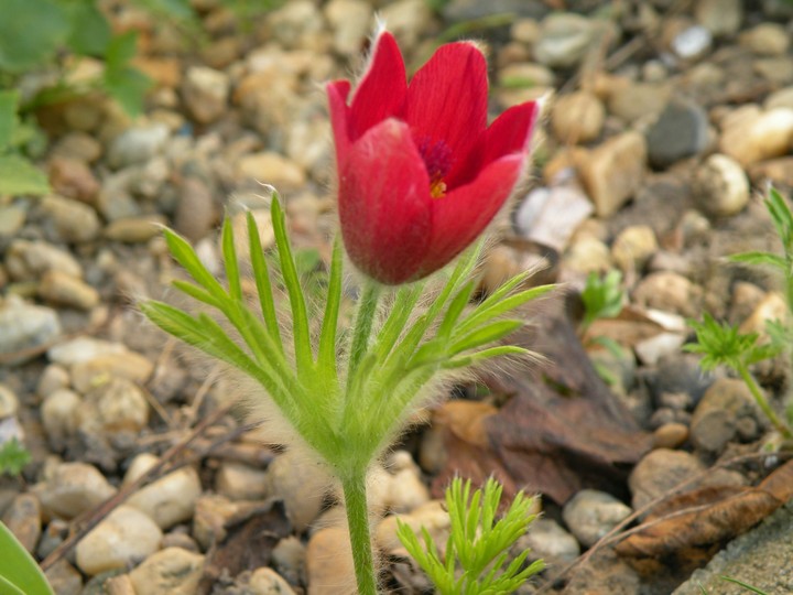 Spring is coming