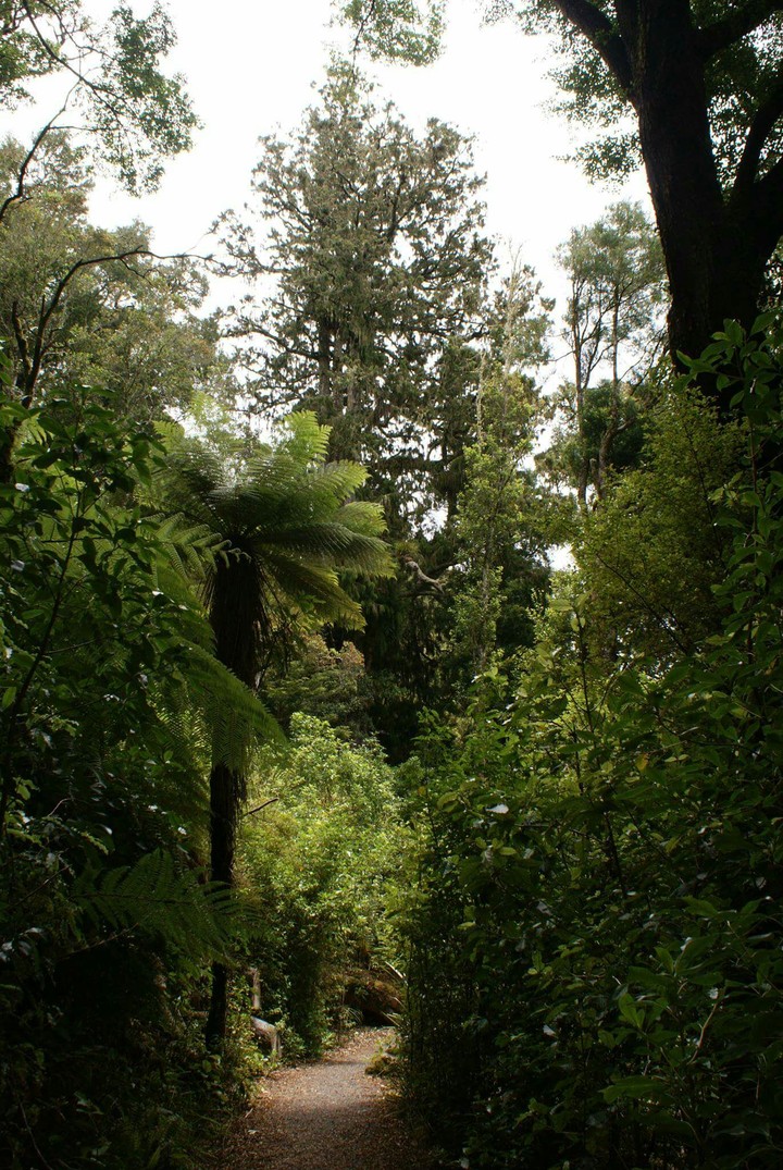 Through the forest