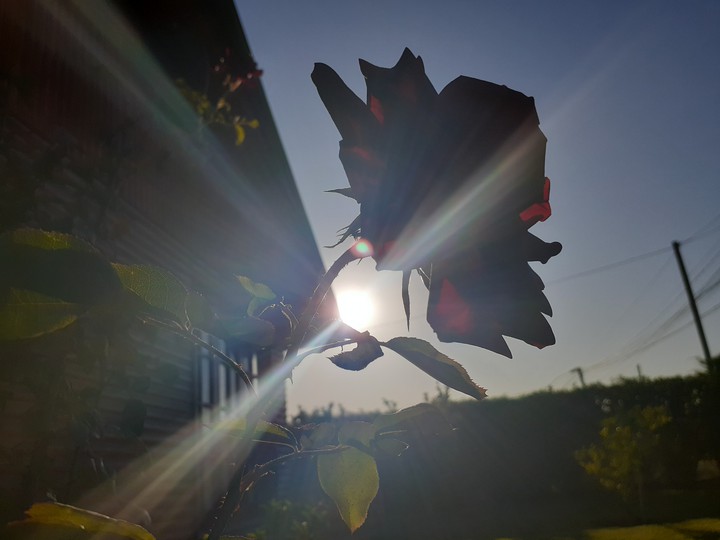 flor del atardecer