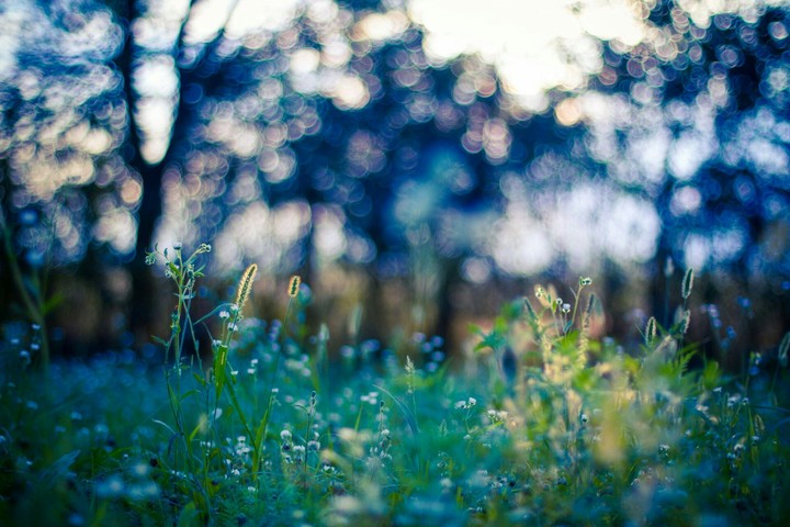 lavender