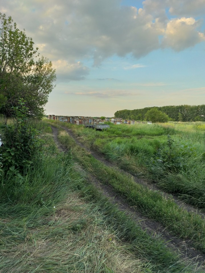 Россия. Воронеж. Пасека. 2019 год