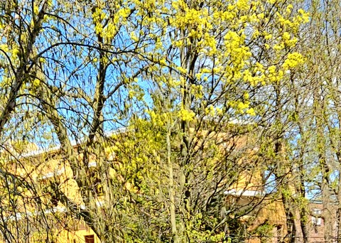 רקעים Autumn, Yellow