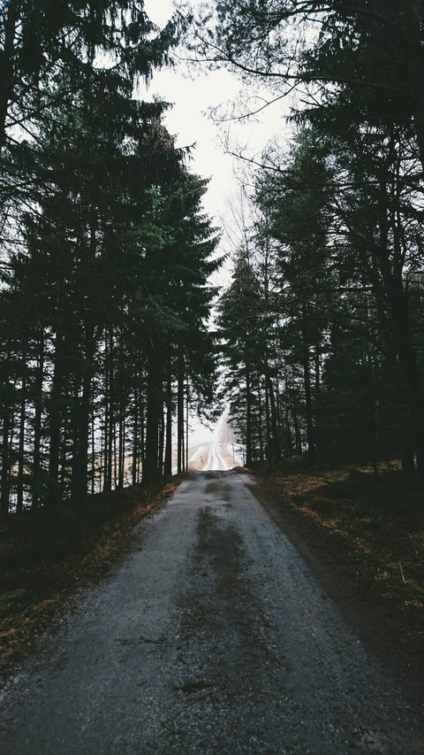 forest