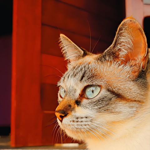 Gato