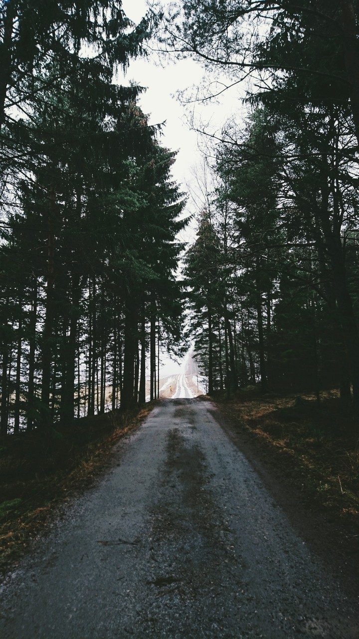 forest