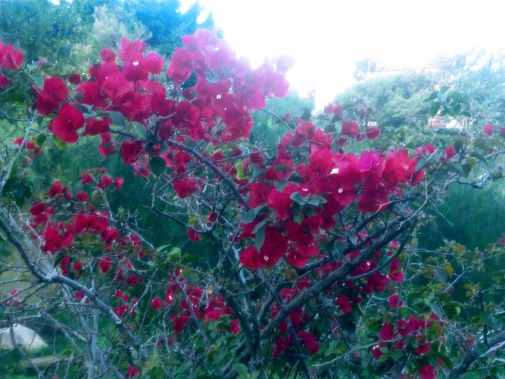 Primavera