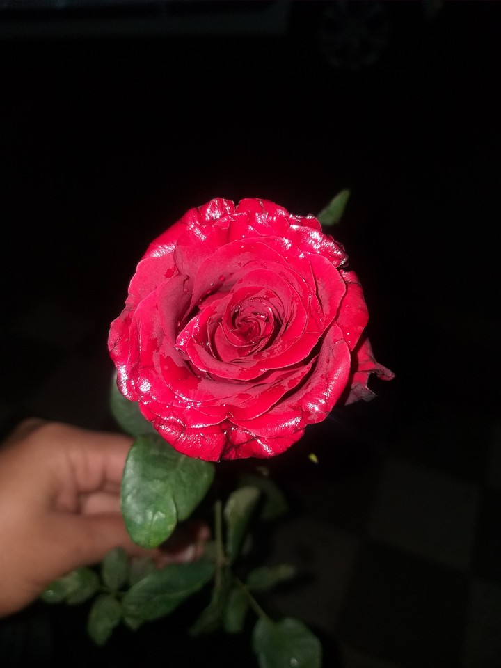 THE RED ROSE !!! LOVE !!!