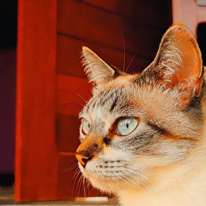 Gato