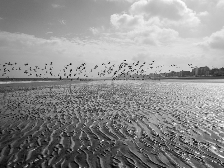 birds