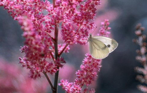 ταπετσαρίες botany, photo