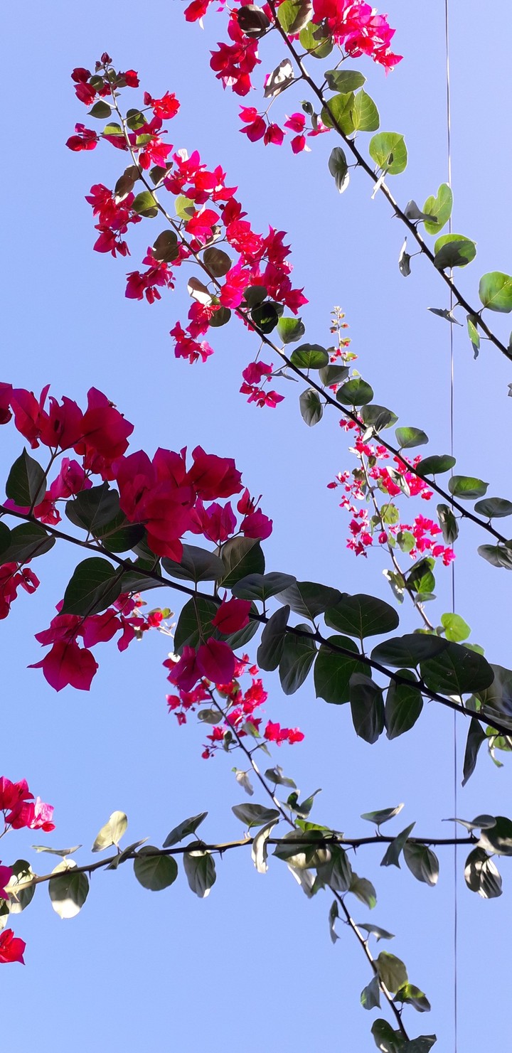 Flowers