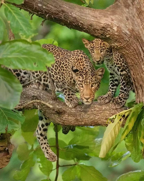 cheetah
