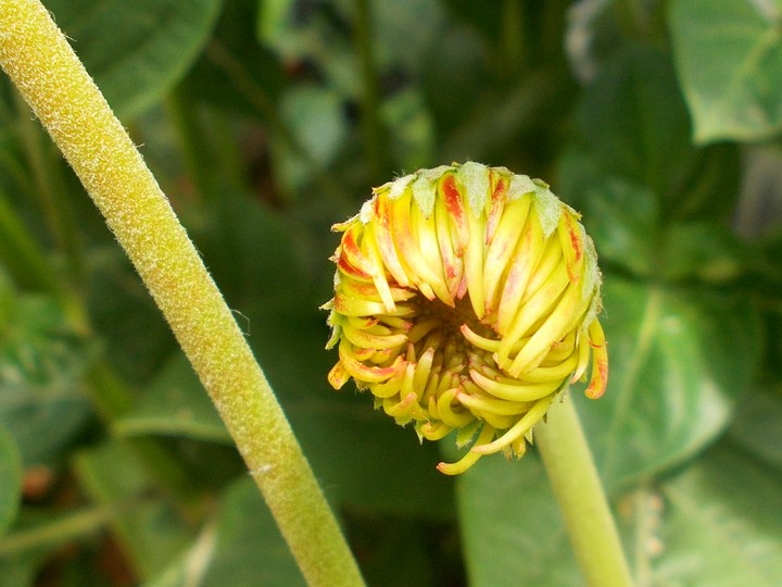 flower bud