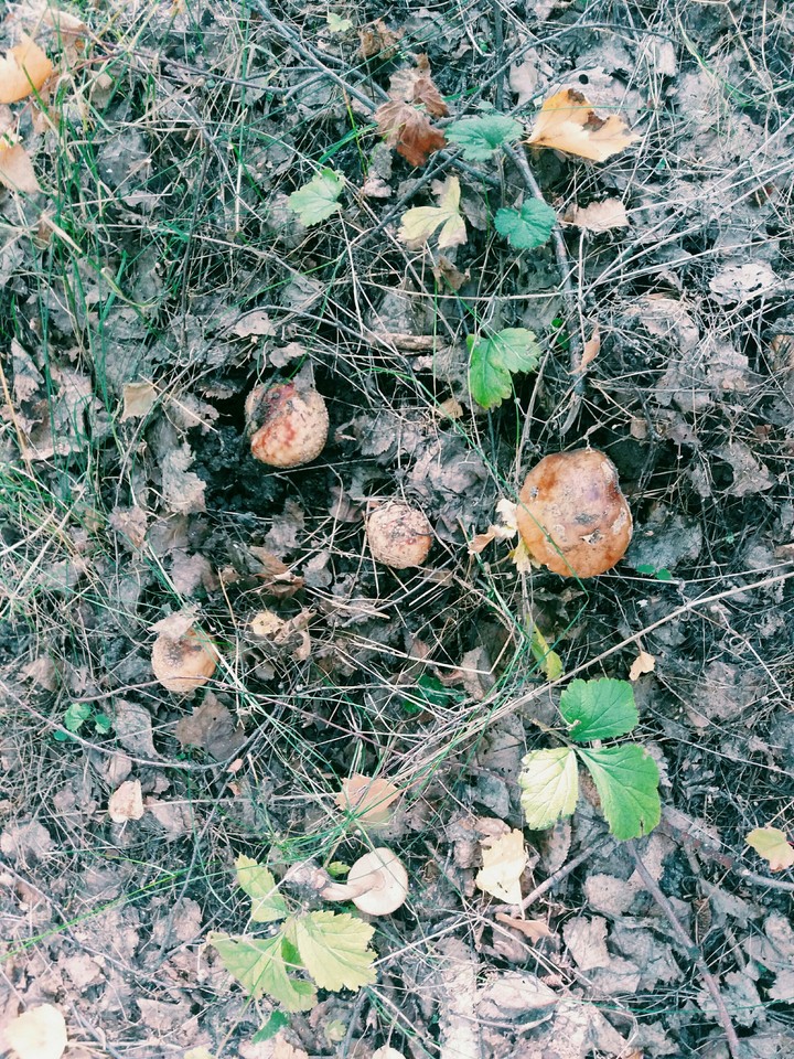 лес