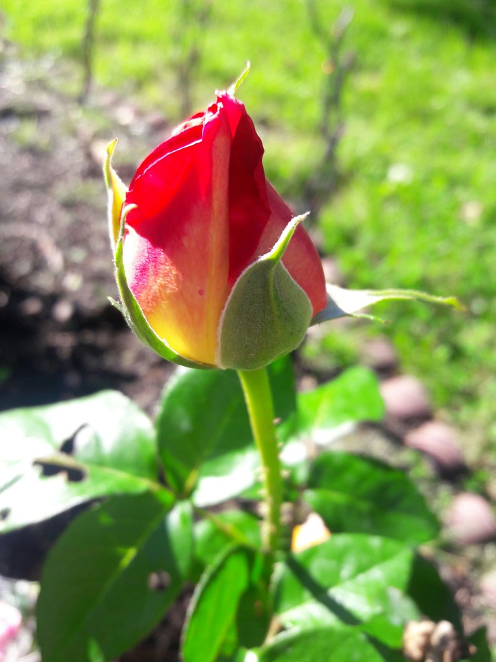 Almost Bloomed