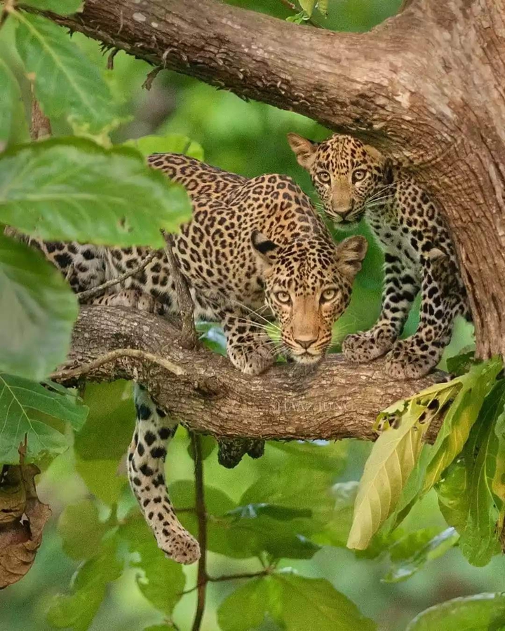 cheetah
