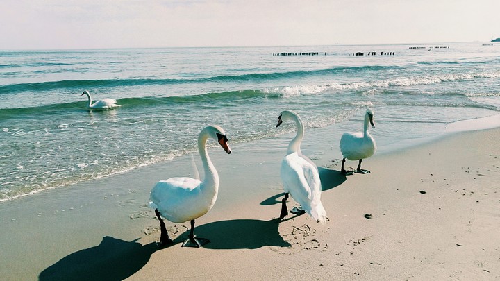 Baltic sea