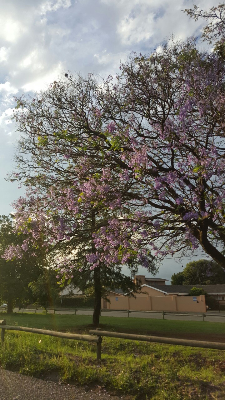 Jacaranda