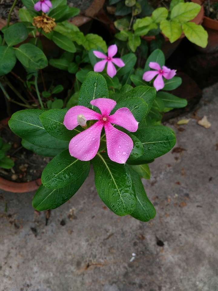 নয়ন তারা ফুল