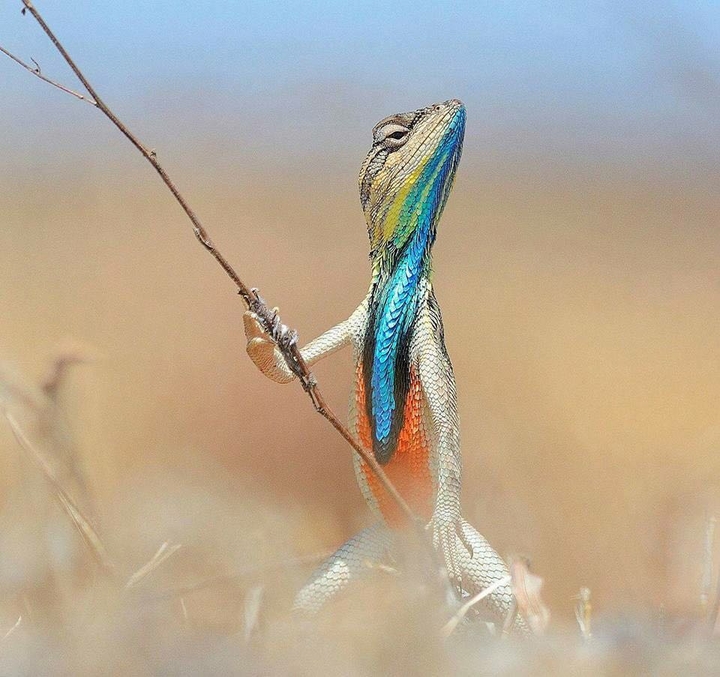 the little warrior