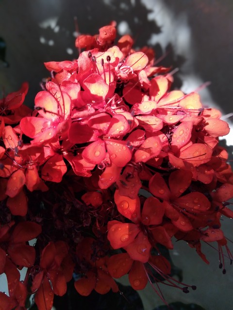 red flower bunch