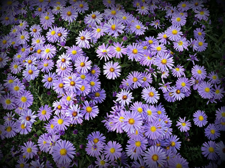 Violet