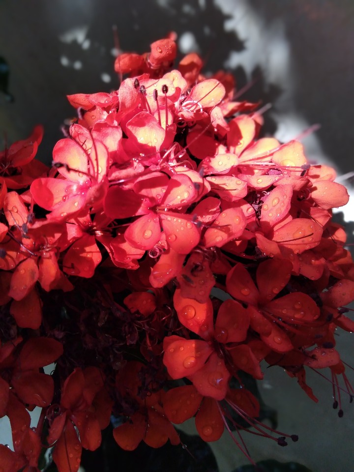 red flower bunch