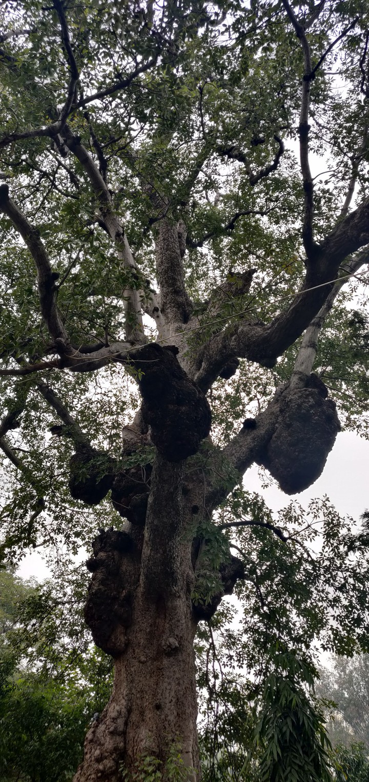 a disesed tree