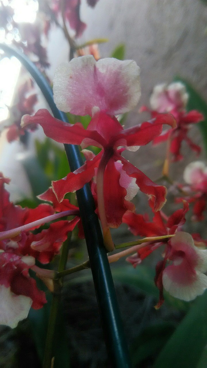 Orquídea