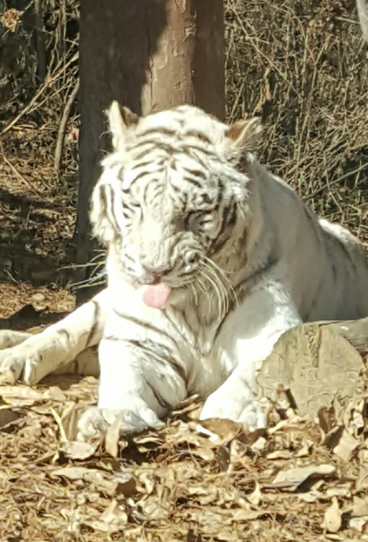 백호메롱