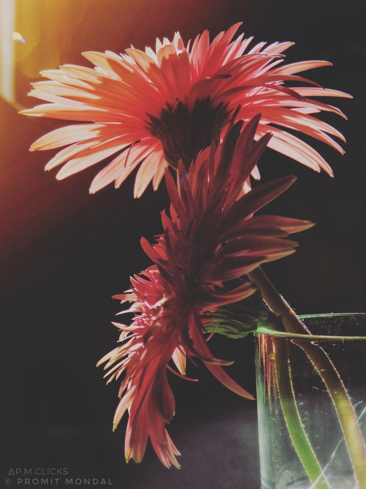 Flowers at dawn