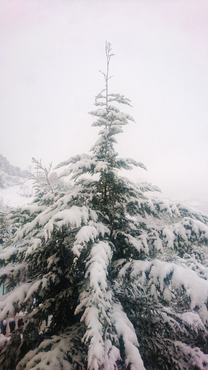 O Tannenbaum