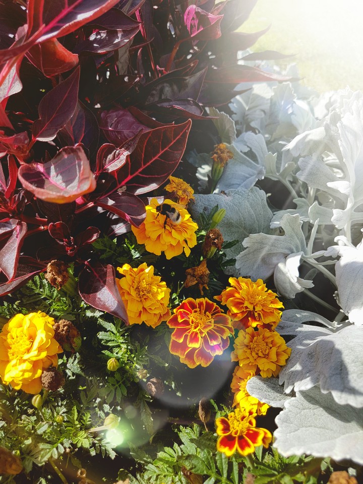 Flowers and a bumblebee 