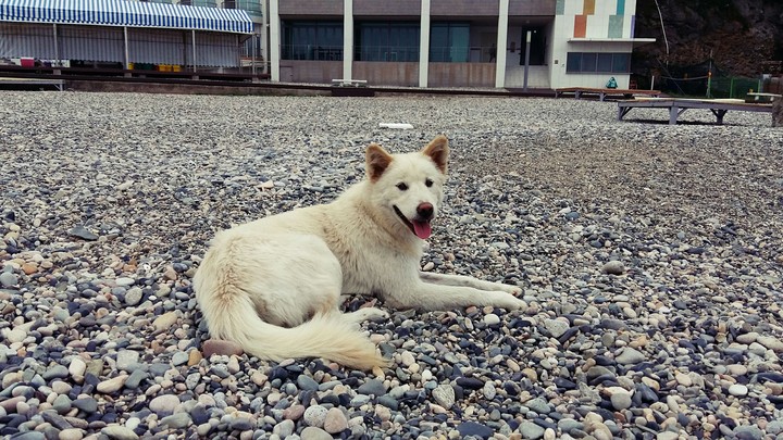 진돗개(jindo_dog)
