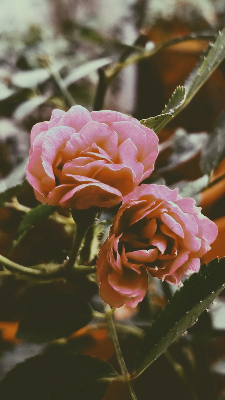 rose