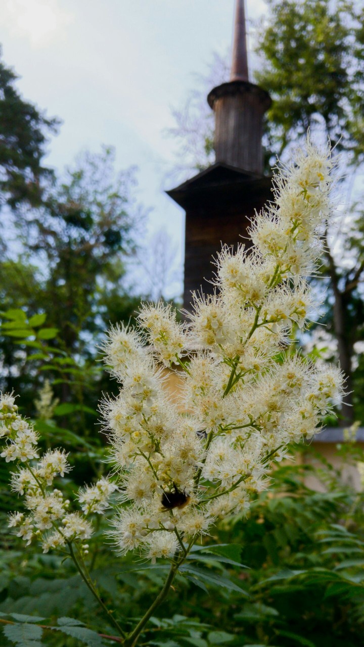 A bumblebee on a flower