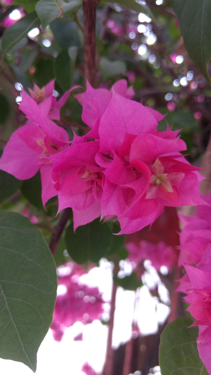 flower