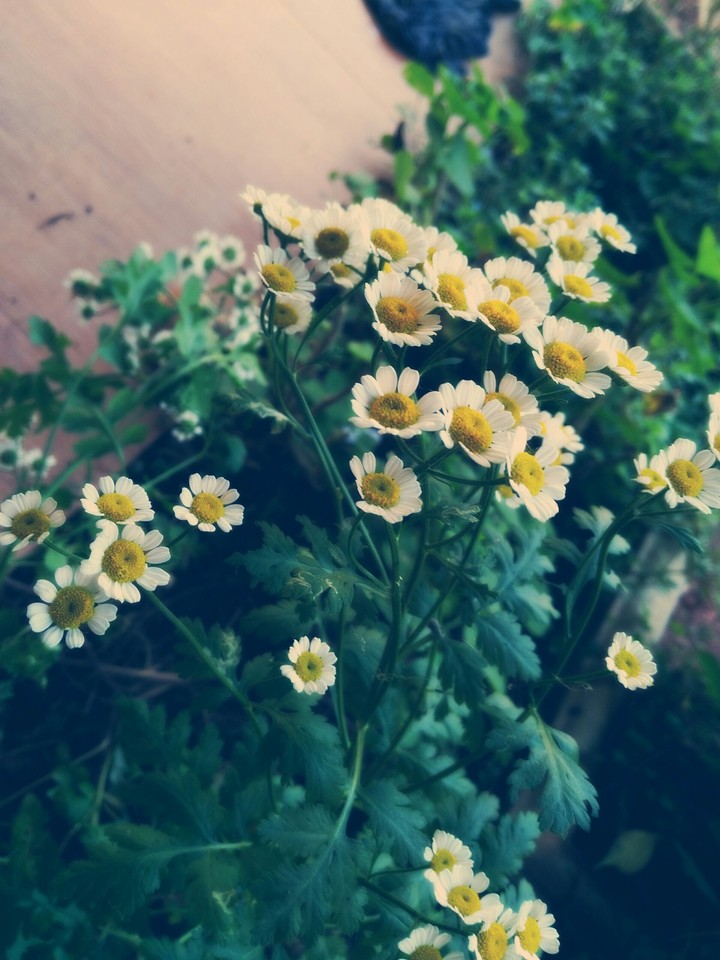 flowers
