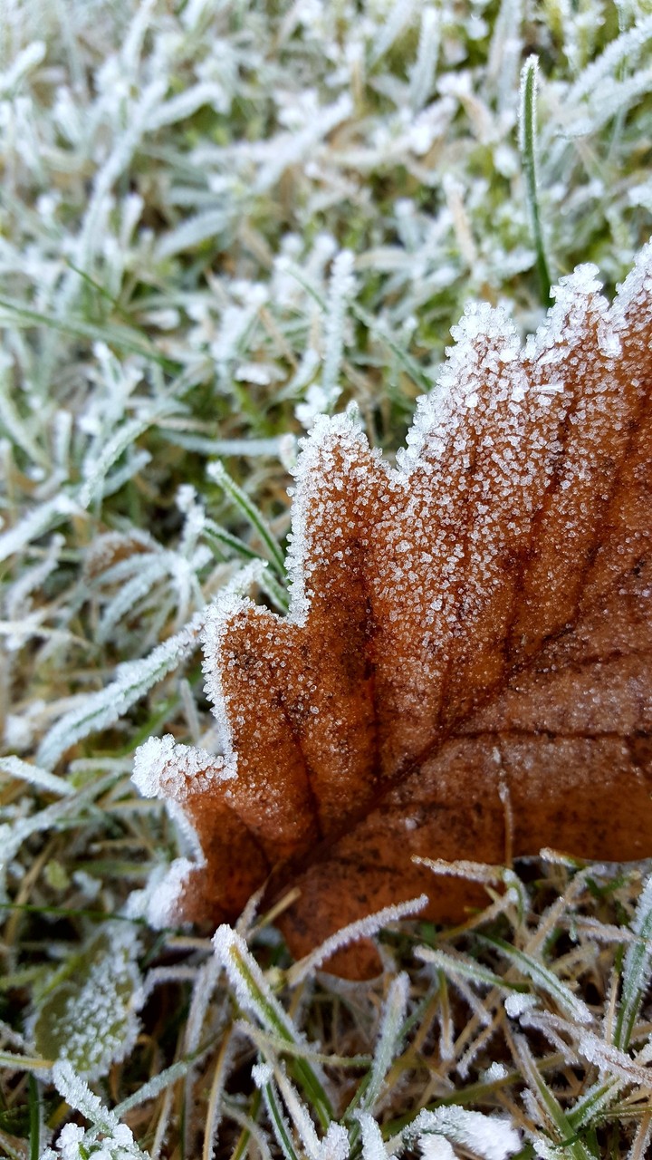 leaf in winter