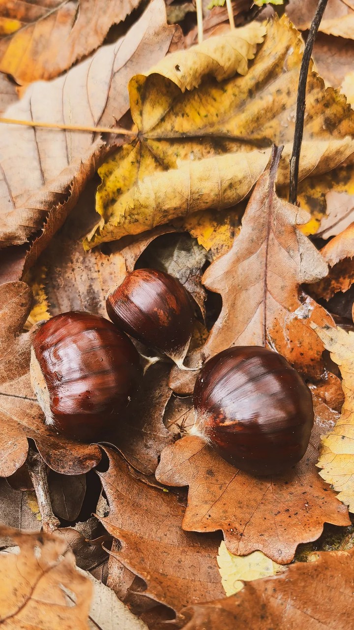 CHESTNUTS AMONG LEAVES