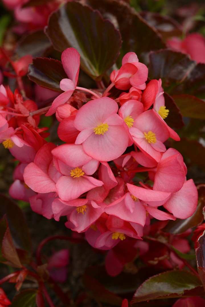 Begonia