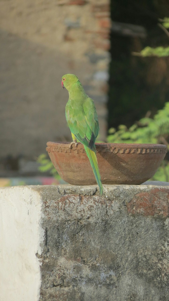 Indian parrot