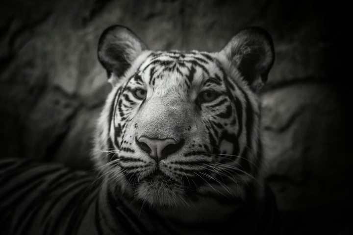 white tiger