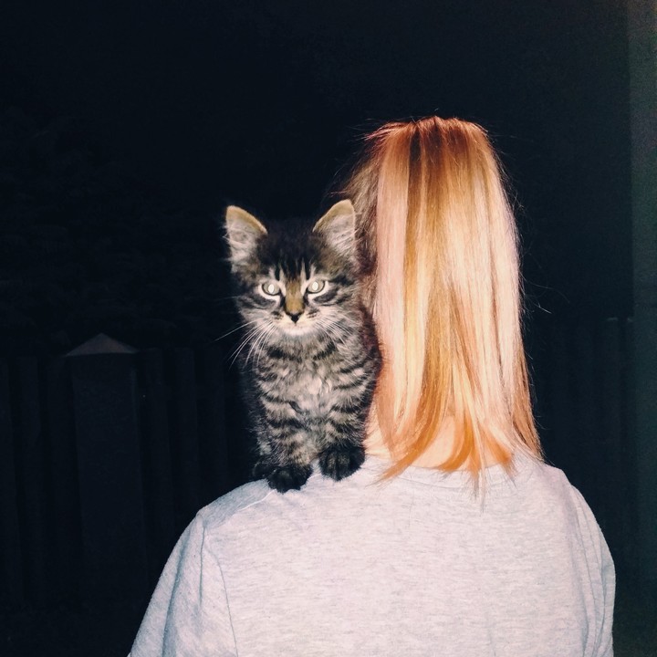 любите котиков пожалуйста
