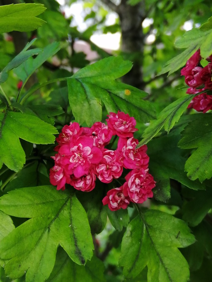 little pink flowers