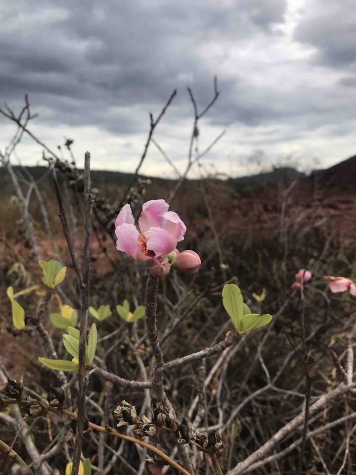 flores do cerrado.