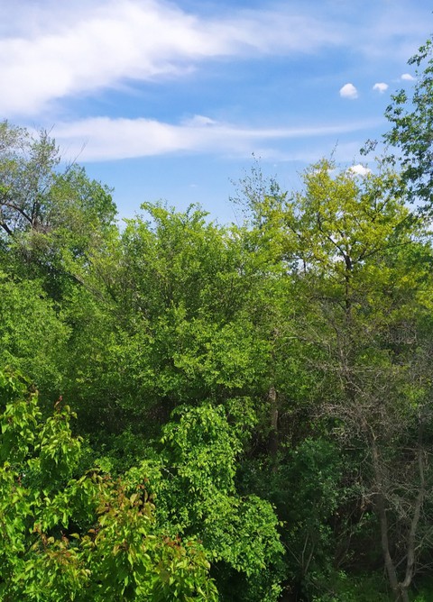 Лес за окном ?. Forest behind my window.