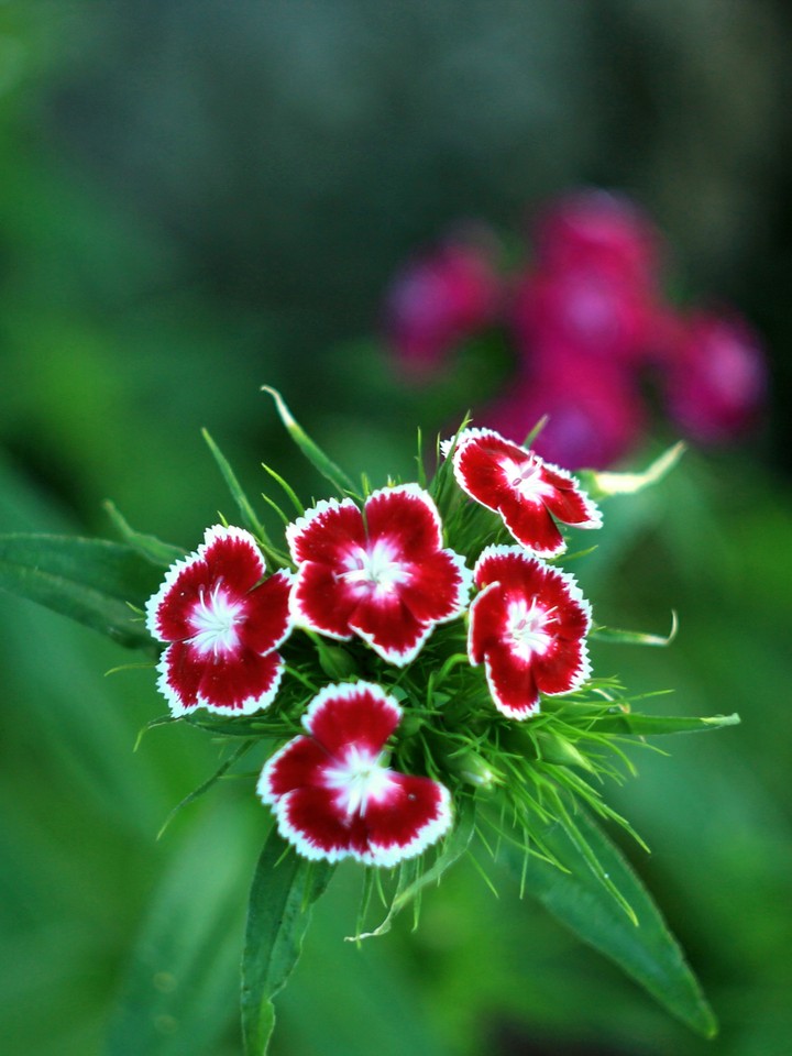 Carnations